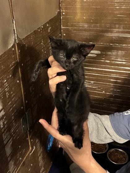 Tokyo, Adoptable, Young Male Domestic Short Hair & Domestic Short Hair.