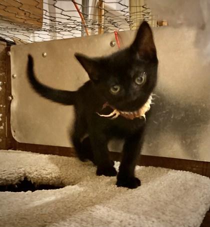 Enlarge Tokyo, a Adoptable Domestic Short Hair in Lawrenceville, GA image 2/2