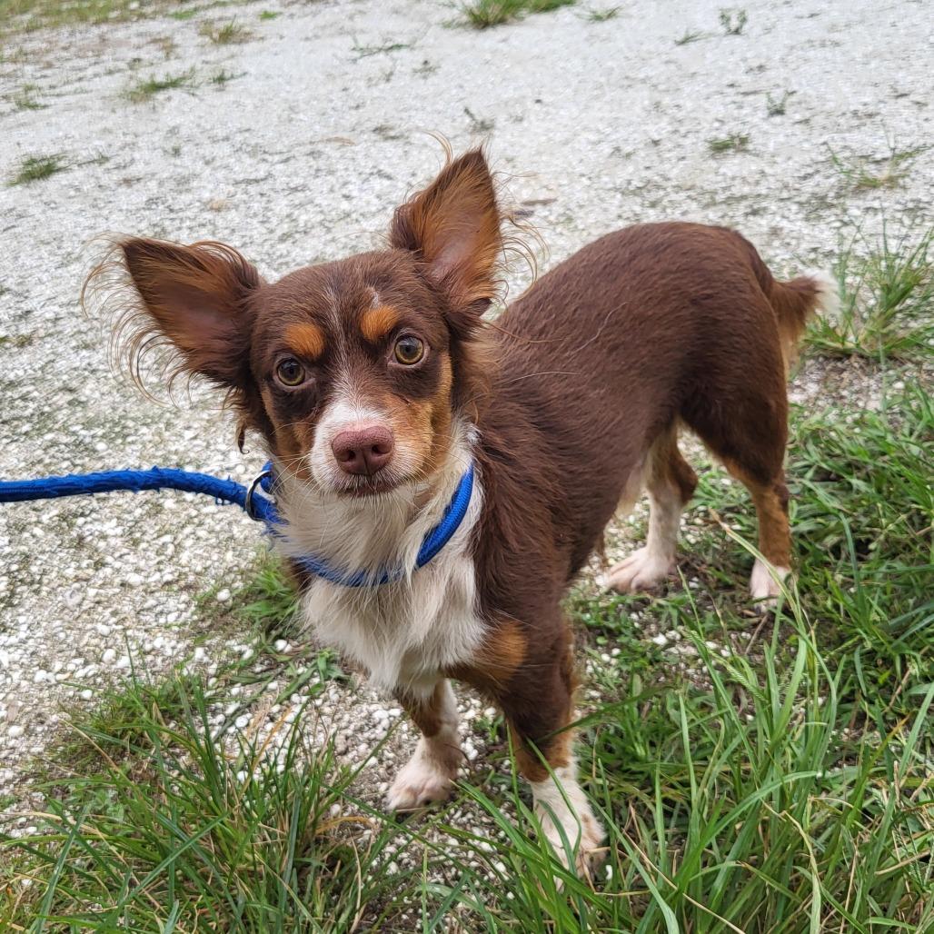 Enlarge Fozzie Bear, a Adoptable Mixed Breed in Lake Panasoffkee, FL image 1/2