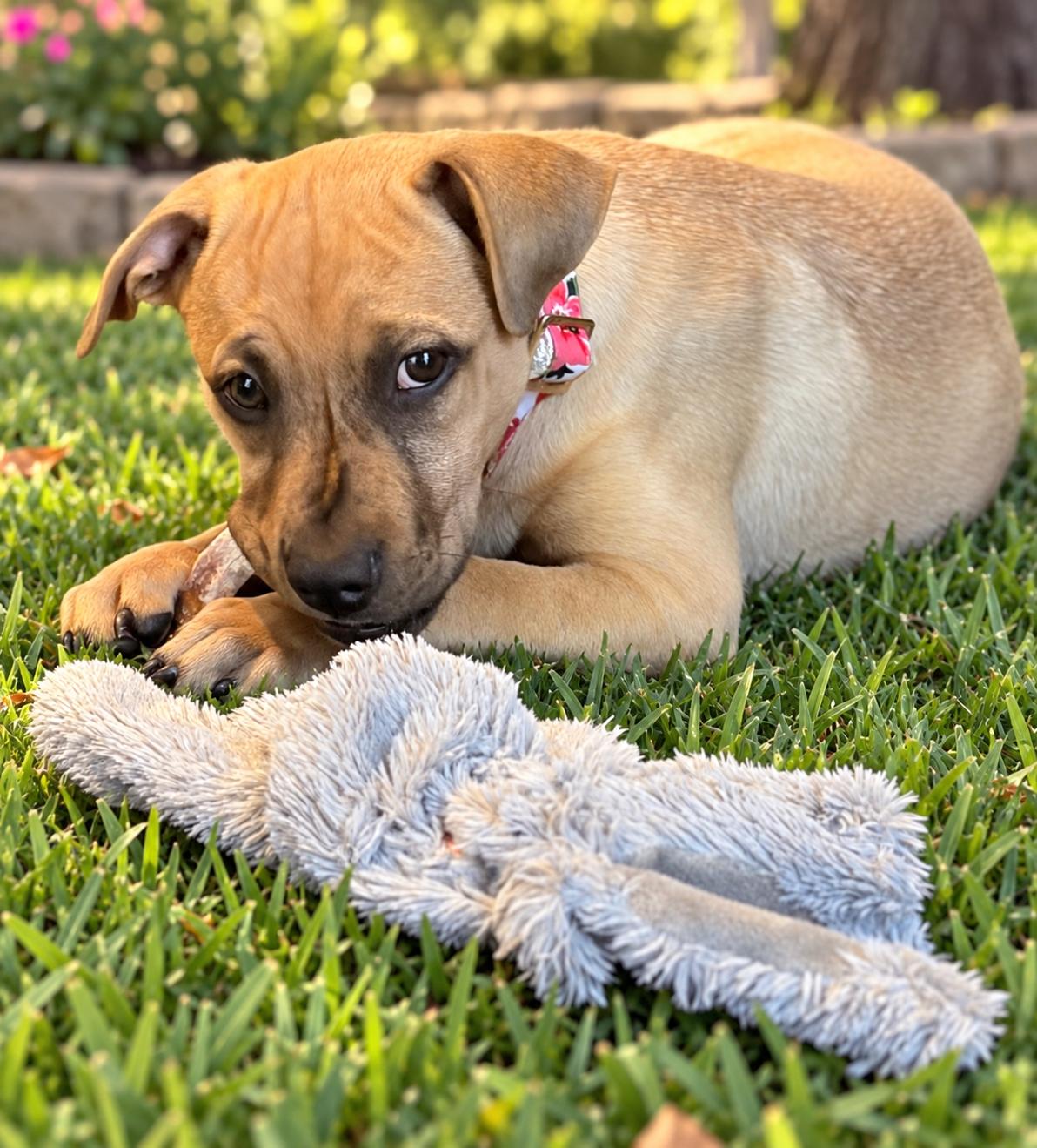 Enlarge Sienna, a Adoptable mixed breed in Chicago, IL image 2/6