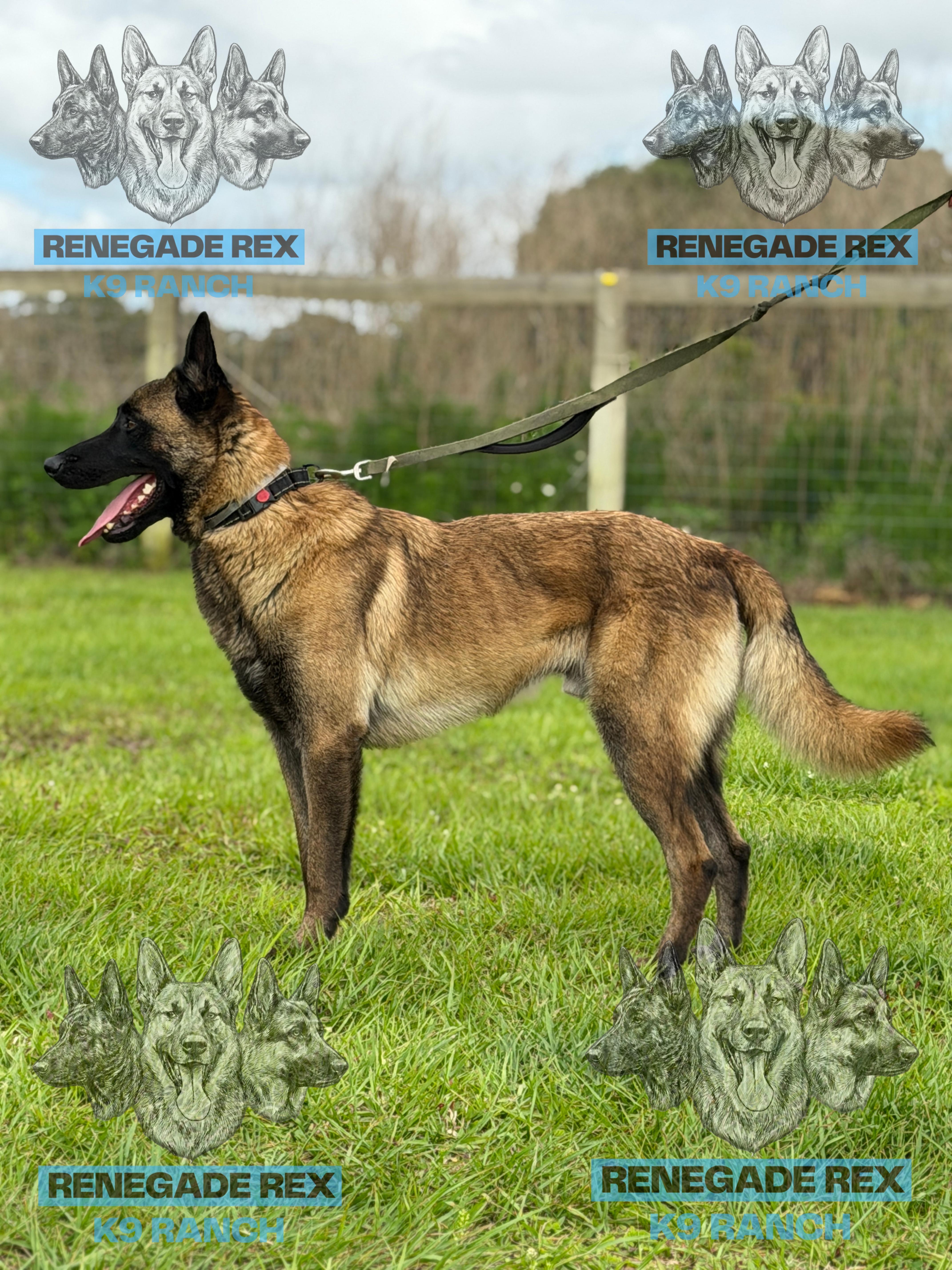 Roger, adopted, Young Male Belgian Shepherd / Malinois.