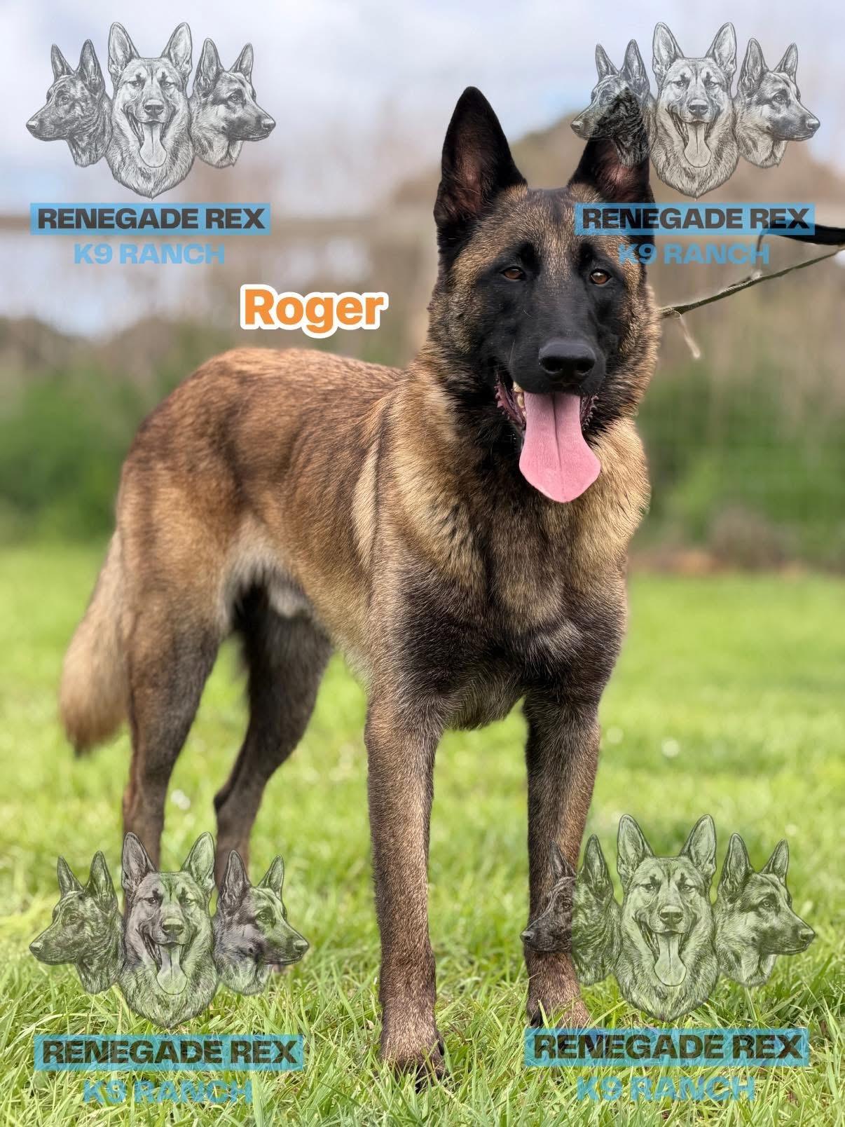 Enlarge Roger, an adopted Belgian Shepherd / Malinois in Port Saint Lucie, FL image 2/2