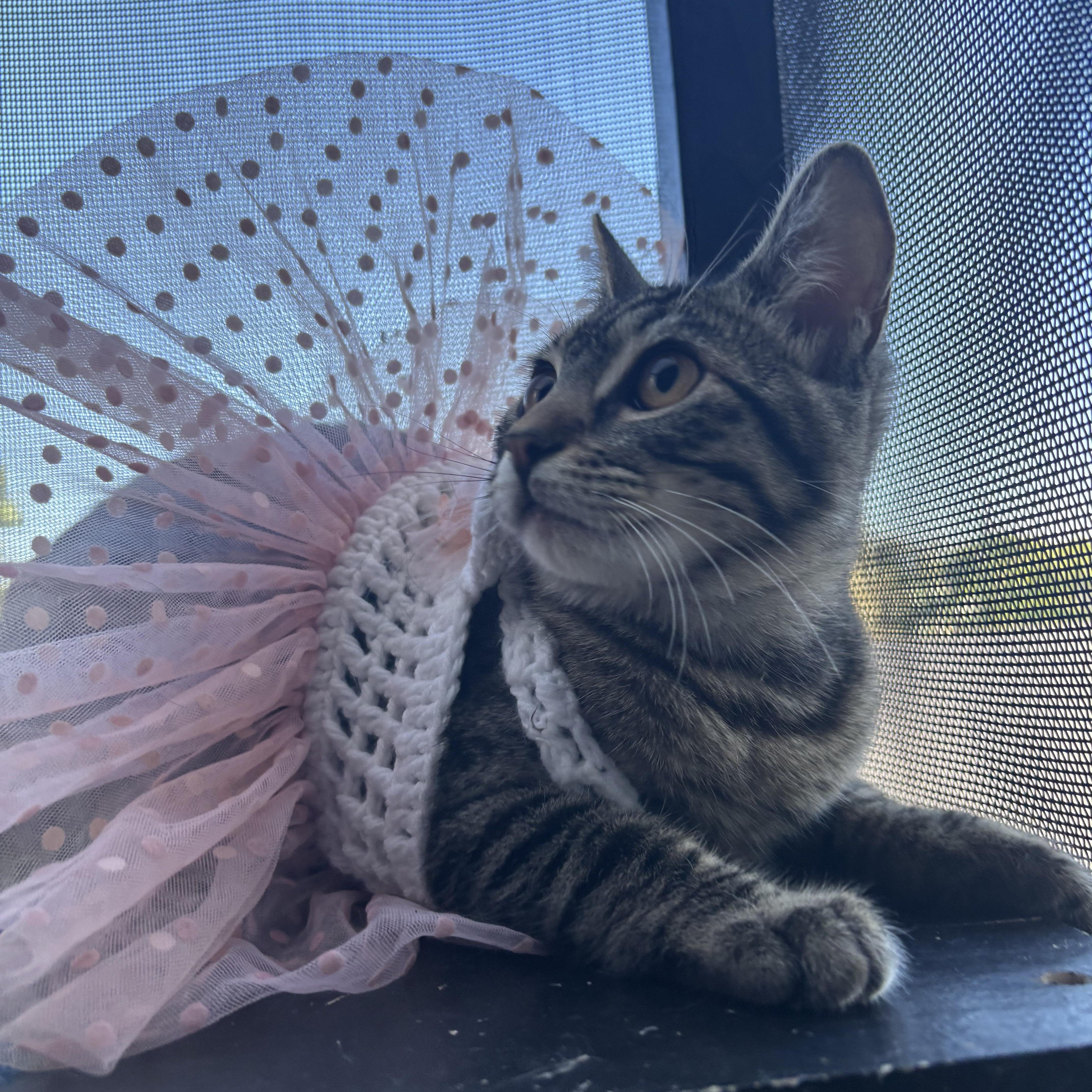 Enlarge Aspen , a ADOPTABLE Domestic Short Hair in Costa Mesa, CA image 4/4