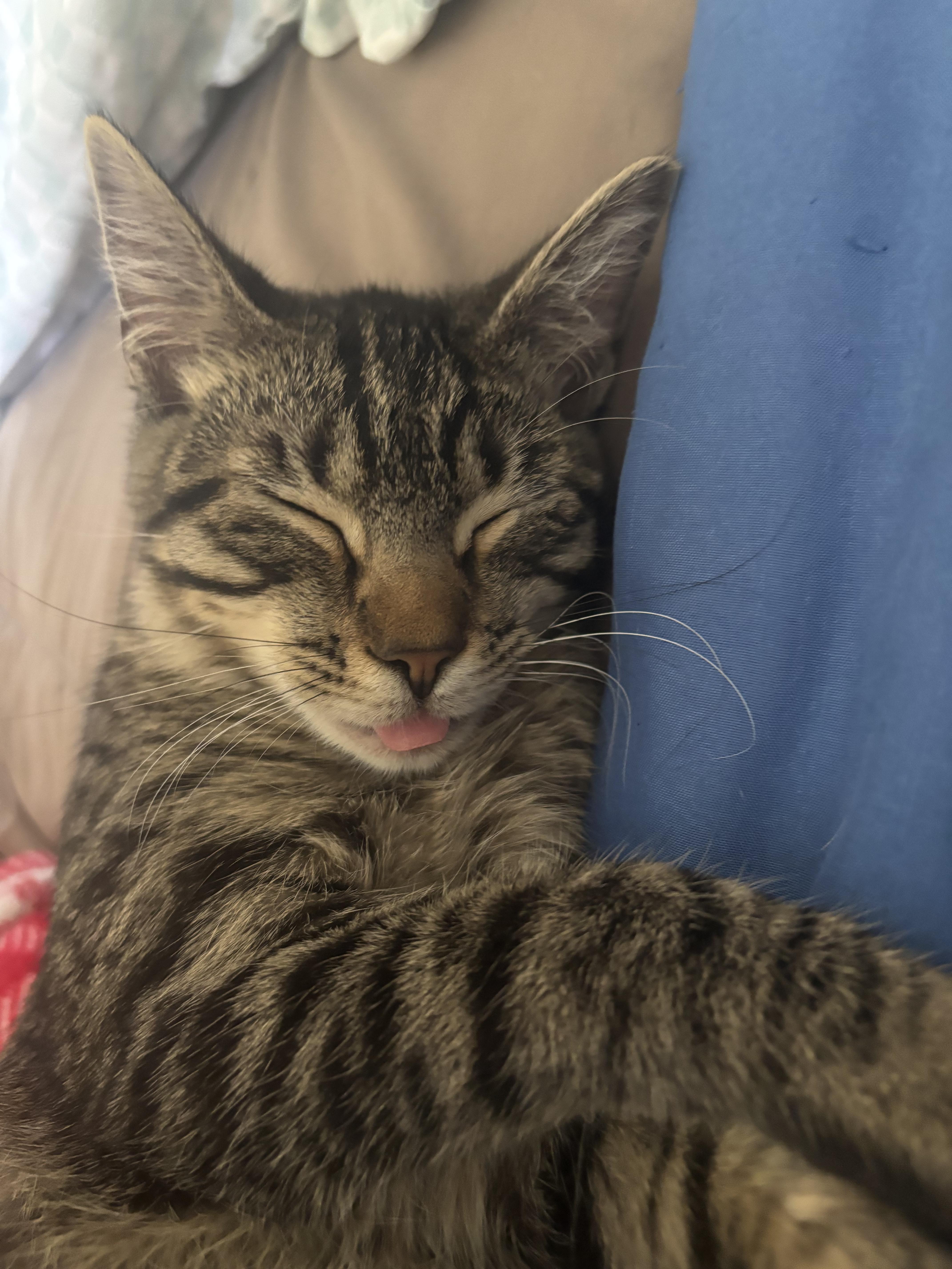 Enlarge Aspen , a ADOPTABLE Domestic Short Hair in Costa Mesa, CA image 2/4