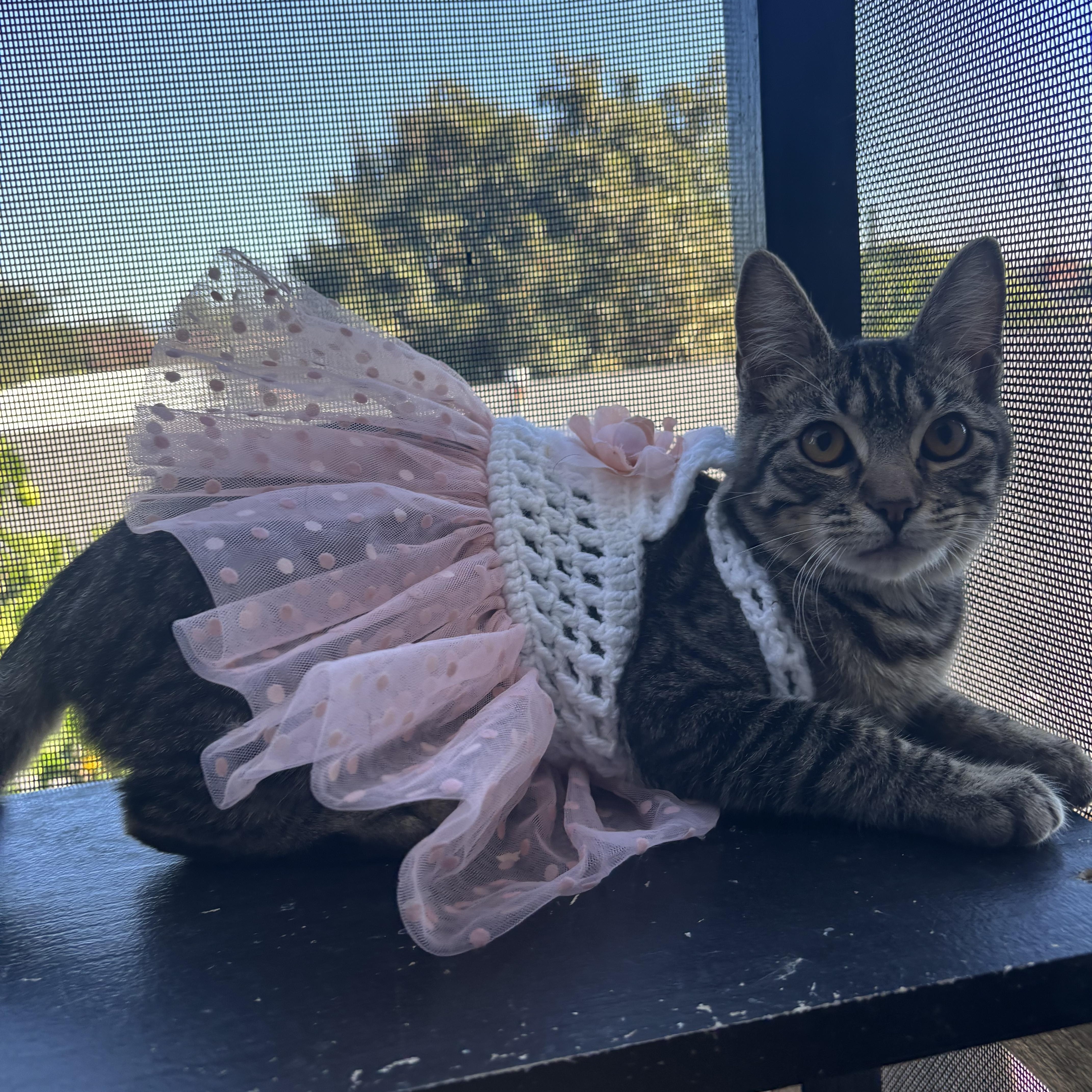 Aspen , ADOPTABLE, Kitten Female Domestic Short Hair.