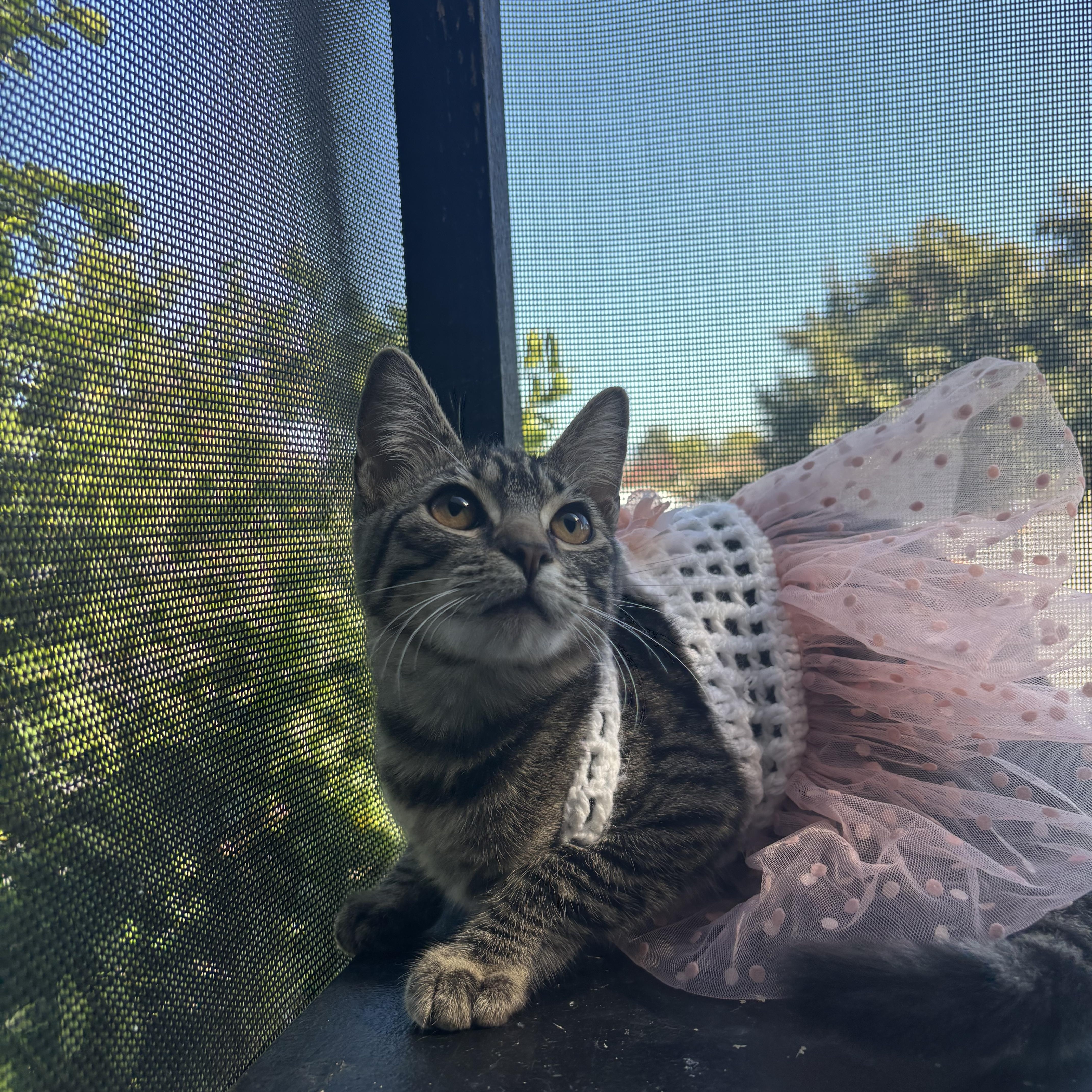 Enlarge Aspen , a ADOPTABLE Domestic Short Hair in Costa Mesa, CA image 3/4