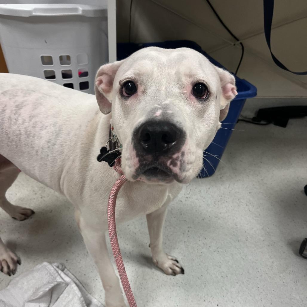 Enlarge Chloe, a Adoptable Pit Bull Terrier in Baltimore, MD image 1/1