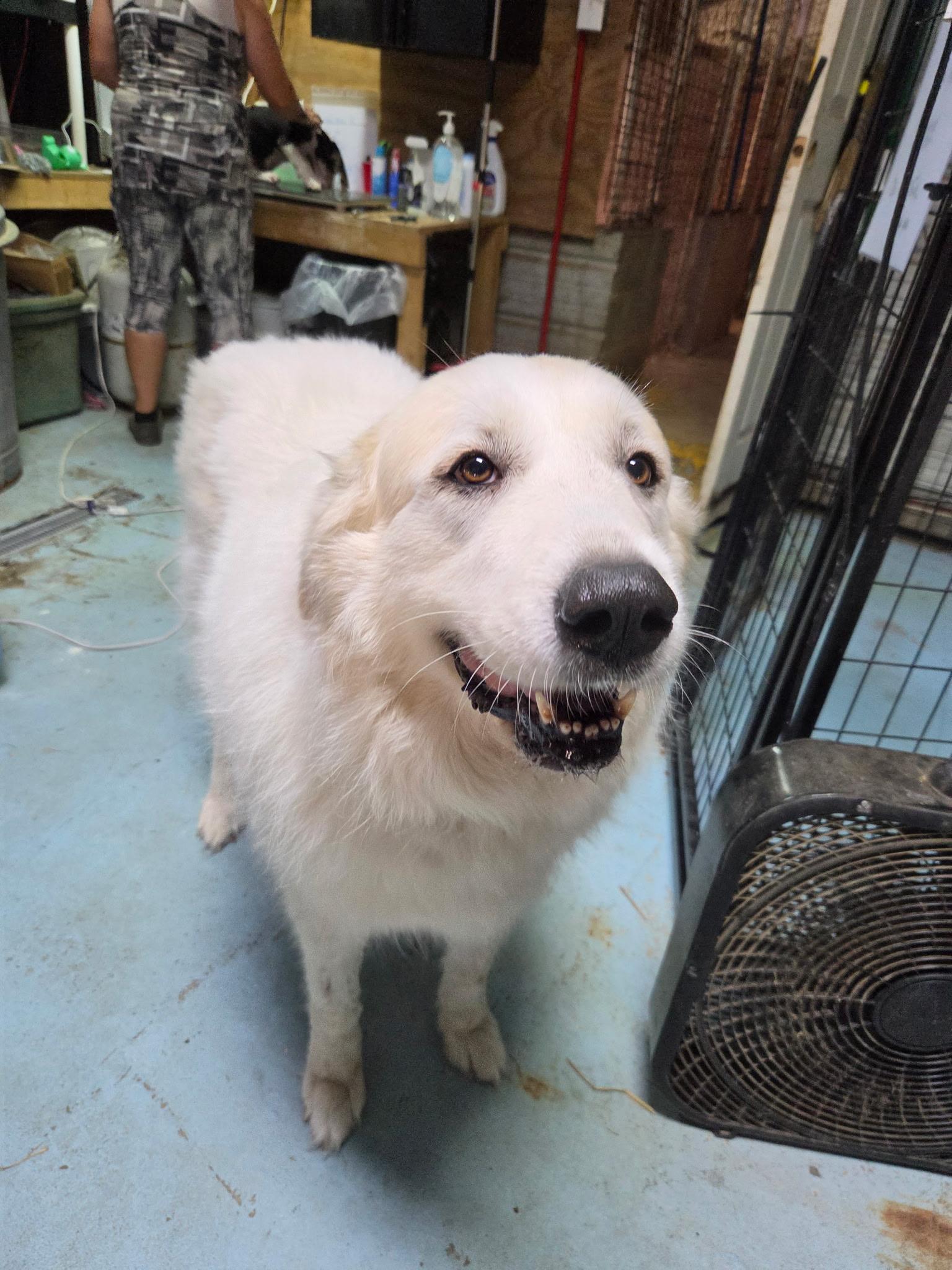 Enlarge Miss Fuzzy Britches, a Adoptable Great Pyrenees in Woburn, MA image 4/5