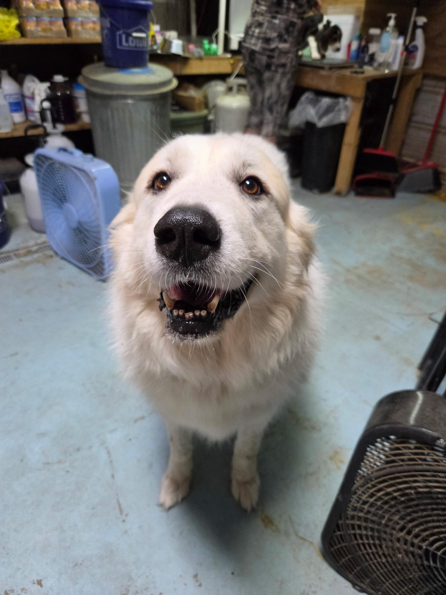 Enlarge Miss Fuzzy Britches, a Adoptable Great Pyrenees in Woburn, MA image 5/5