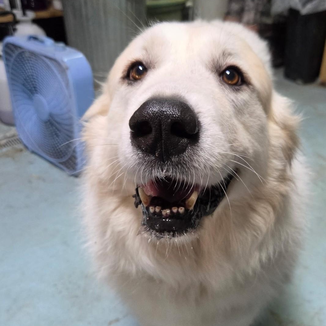 Enlarge Miss Fuzzy Britches, a Adoptable Great Pyrenees in Woburn, MA image 1/5