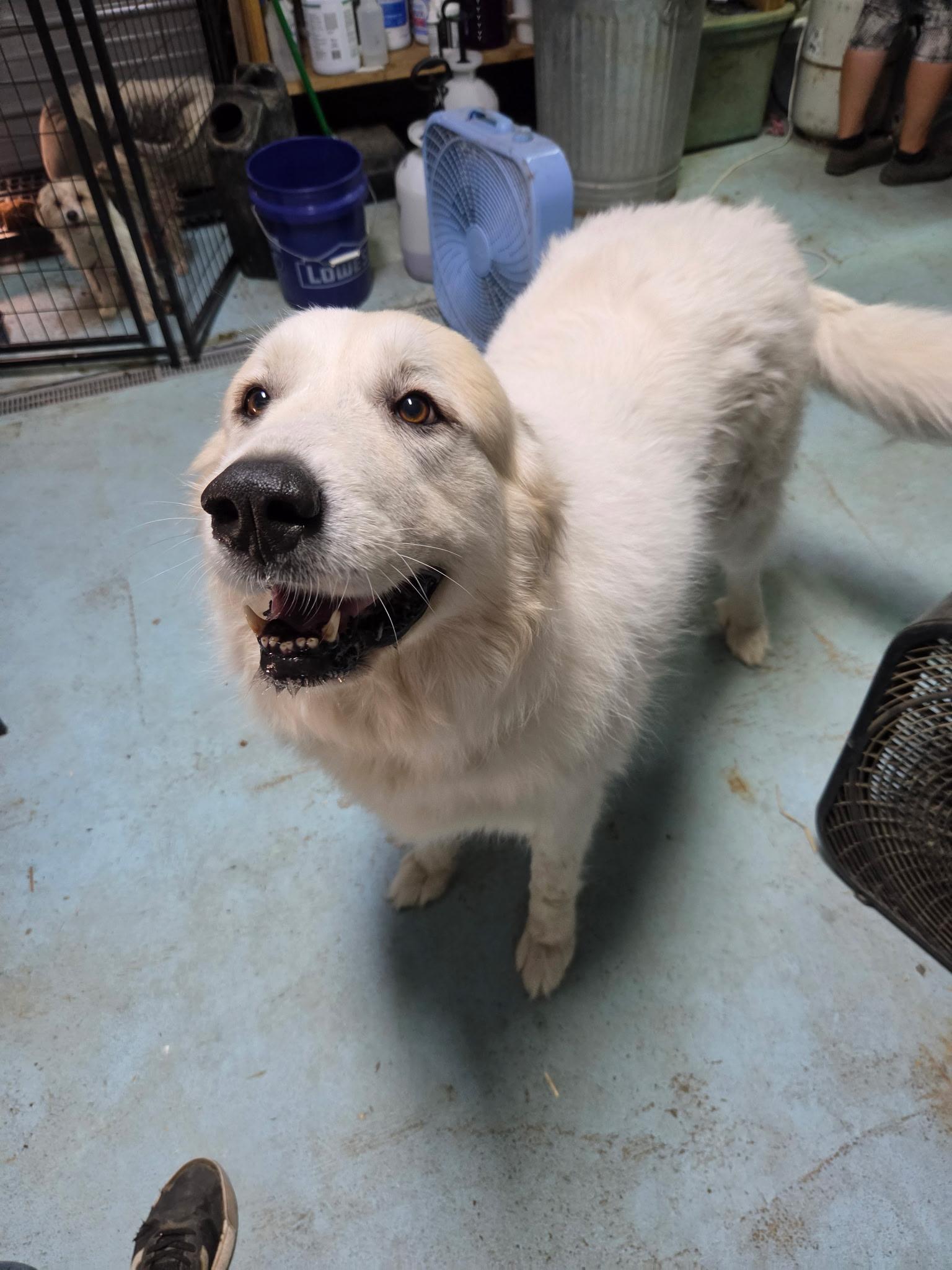Enlarge Miss Fuzzy Britches, a Adoptable Great Pyrenees in Woburn, MA image 3/5
