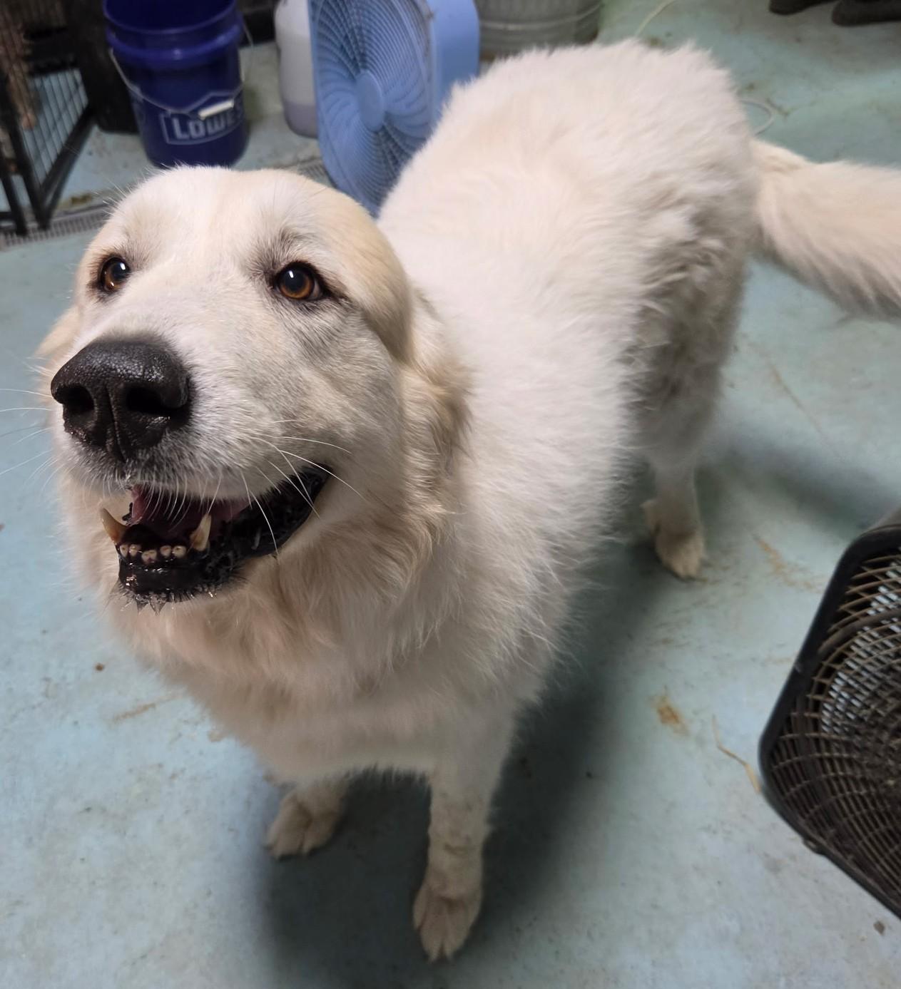 Enlarge Miss Fuzzy Britches, a Adoptable Great Pyrenees in Woburn, MA image 2/5