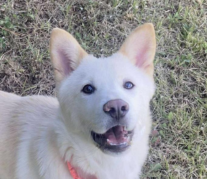 Bobo, Adoptable, Puppy Male Jindo.