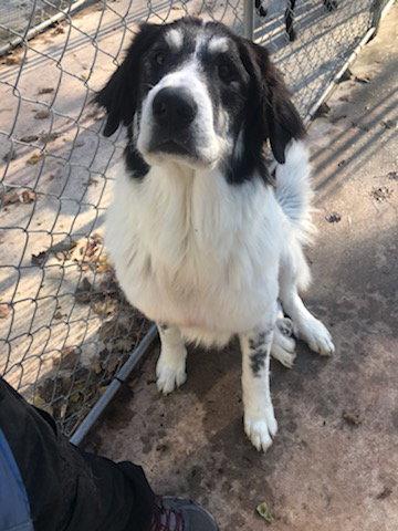 Enlarge Sadie, a Adopted Great Pyrenees in Etobicoke, ON image 3/3