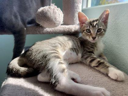 Casey Becker, Adoptable, Kitten Female Domestic Short Hair & Domestic Short Hair.