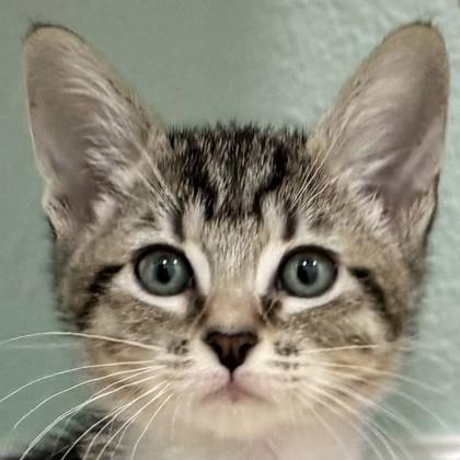 Enlarge Casey Becker, a Adoptable Domestic Short Hair in Pleasanton, CA image 2/3