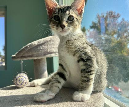 Enlarge Casey Becker, a Adoptable Domestic Short Hair in Pleasanton, CA image 3/3