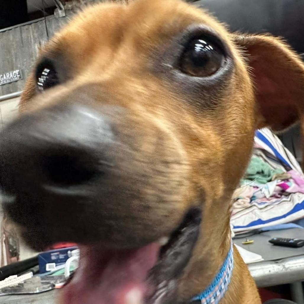 Pax, a Adoptable mixed breed in Baton Rouge, LA image 1/5