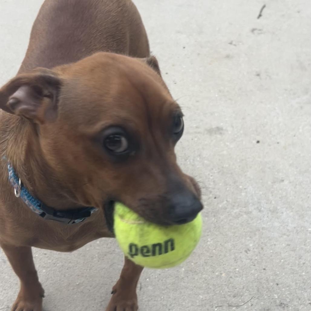 Pax, a Adoptable mixed breed in Baton Rouge, LA image 2/5