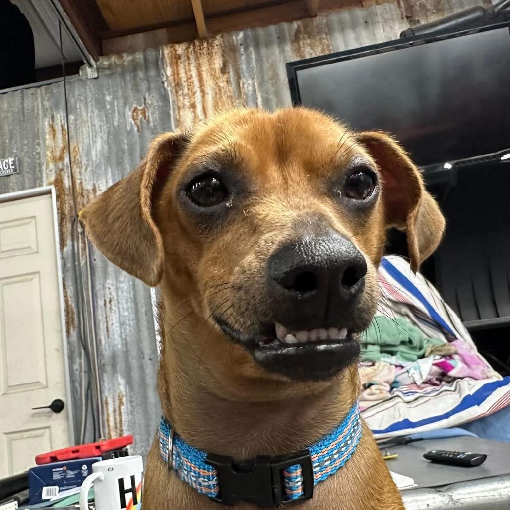 Pax, a Adoptable mixed breed in Baton Rouge, LA image 3/5