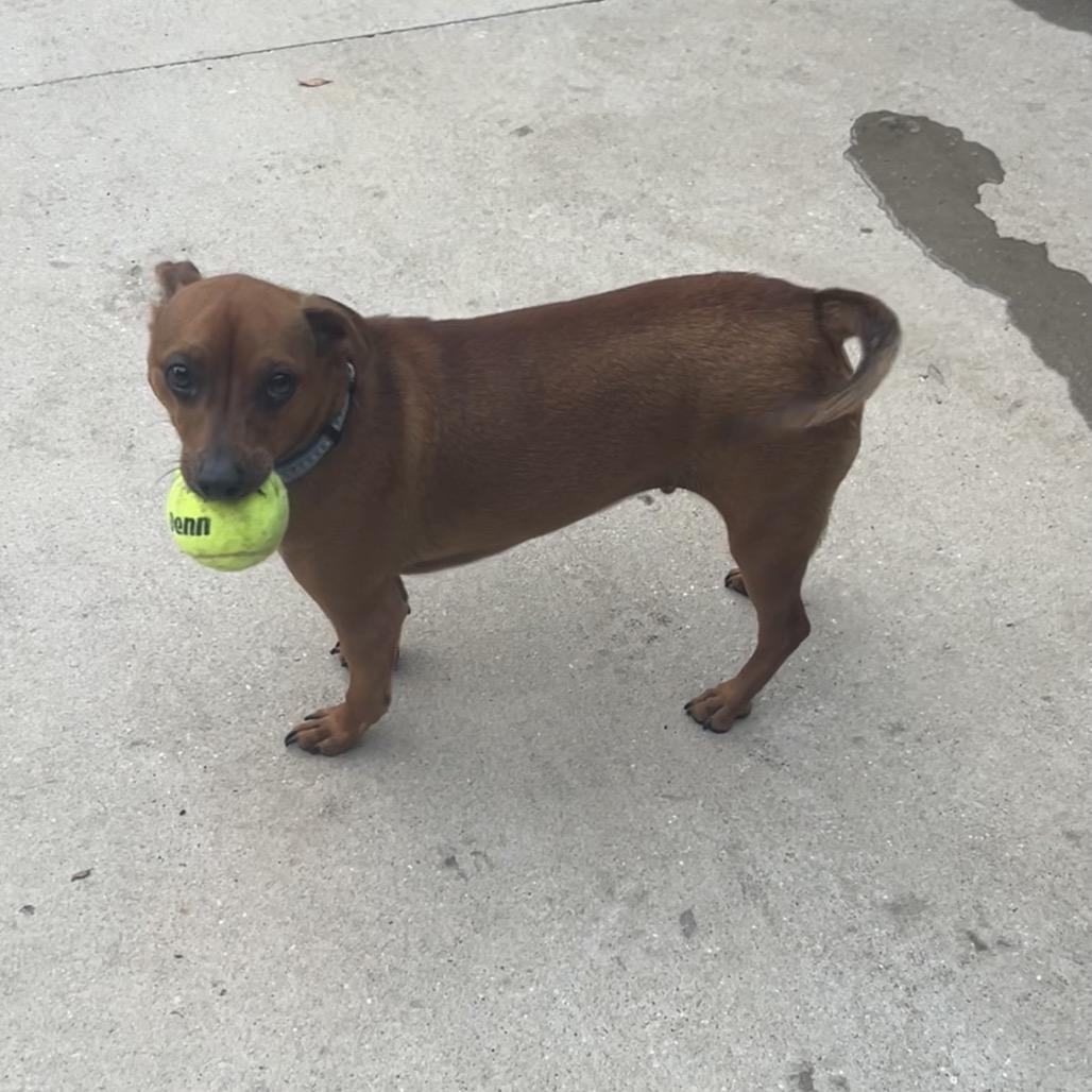 Pax, a Adoptable mixed breed in Baton Rouge, LA image 4/5