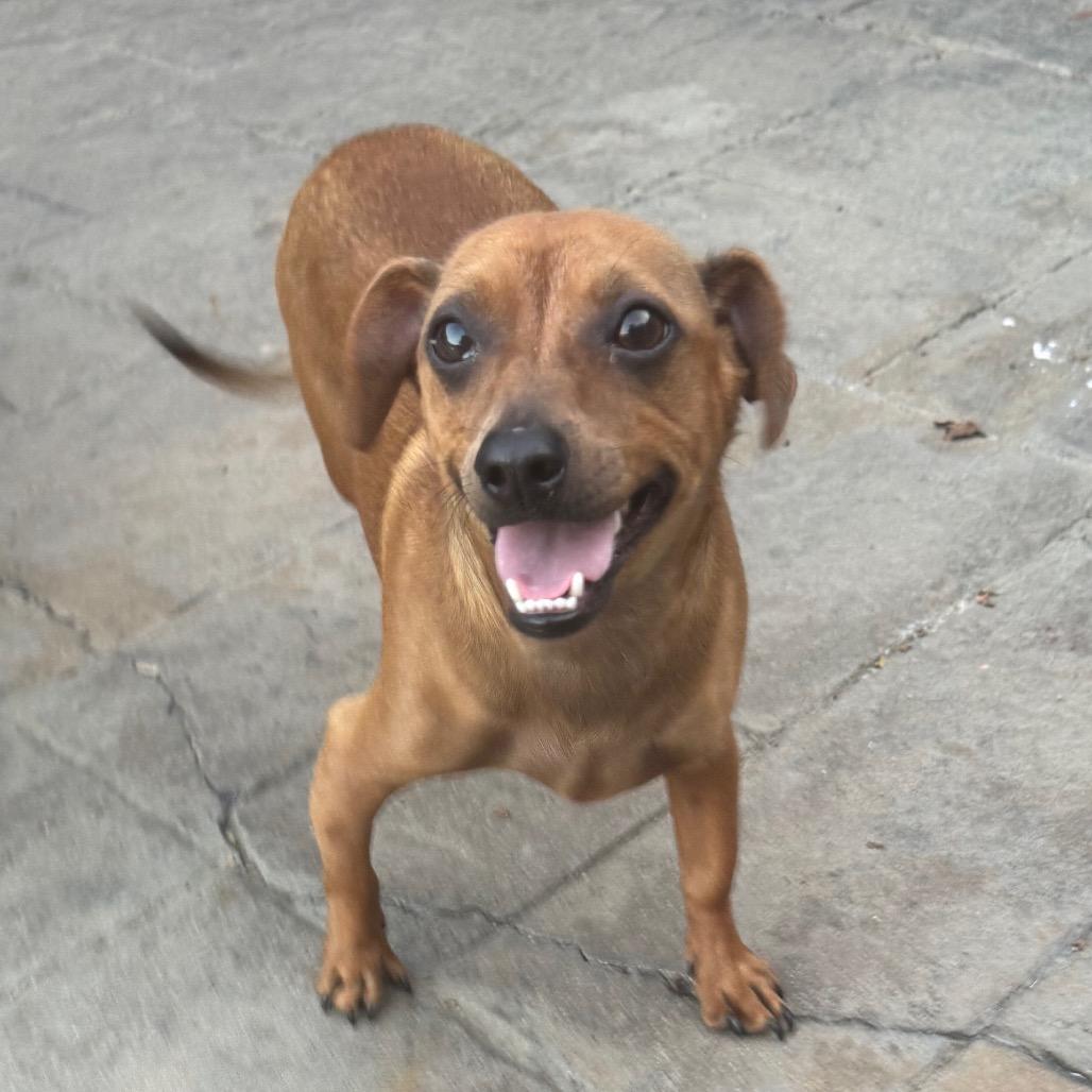 Pax, a Adoptable mixed breed in Baton Rouge, LA image 5/5