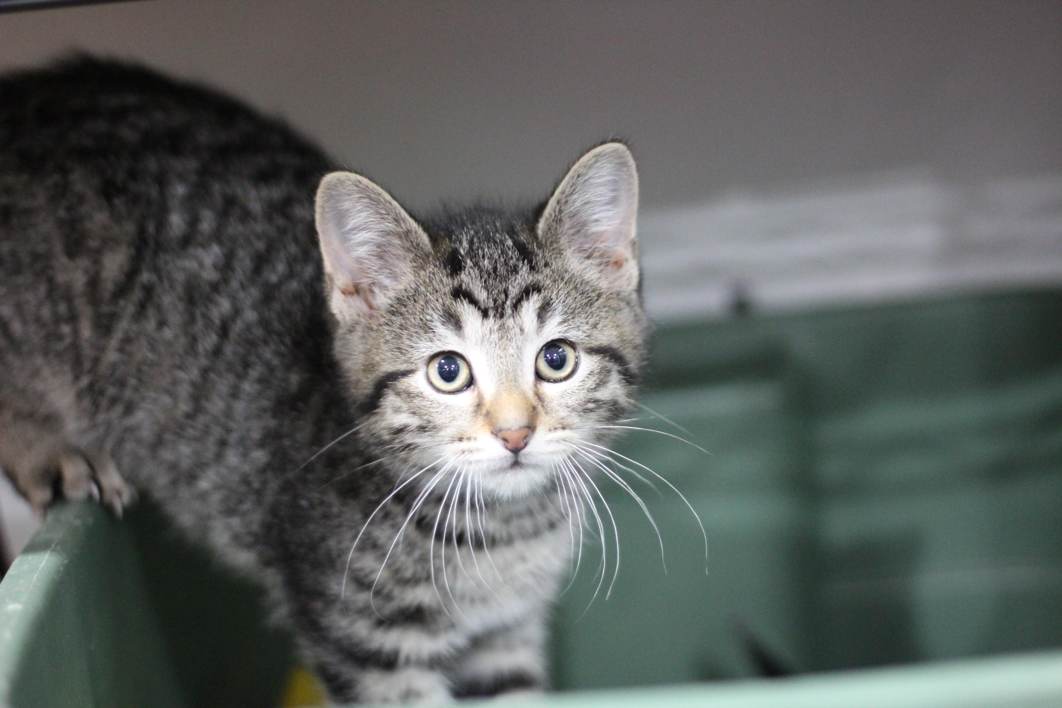 Enlarge Doc, an adopted Domestic Short Hair in Ottumwa, IA image 1/1