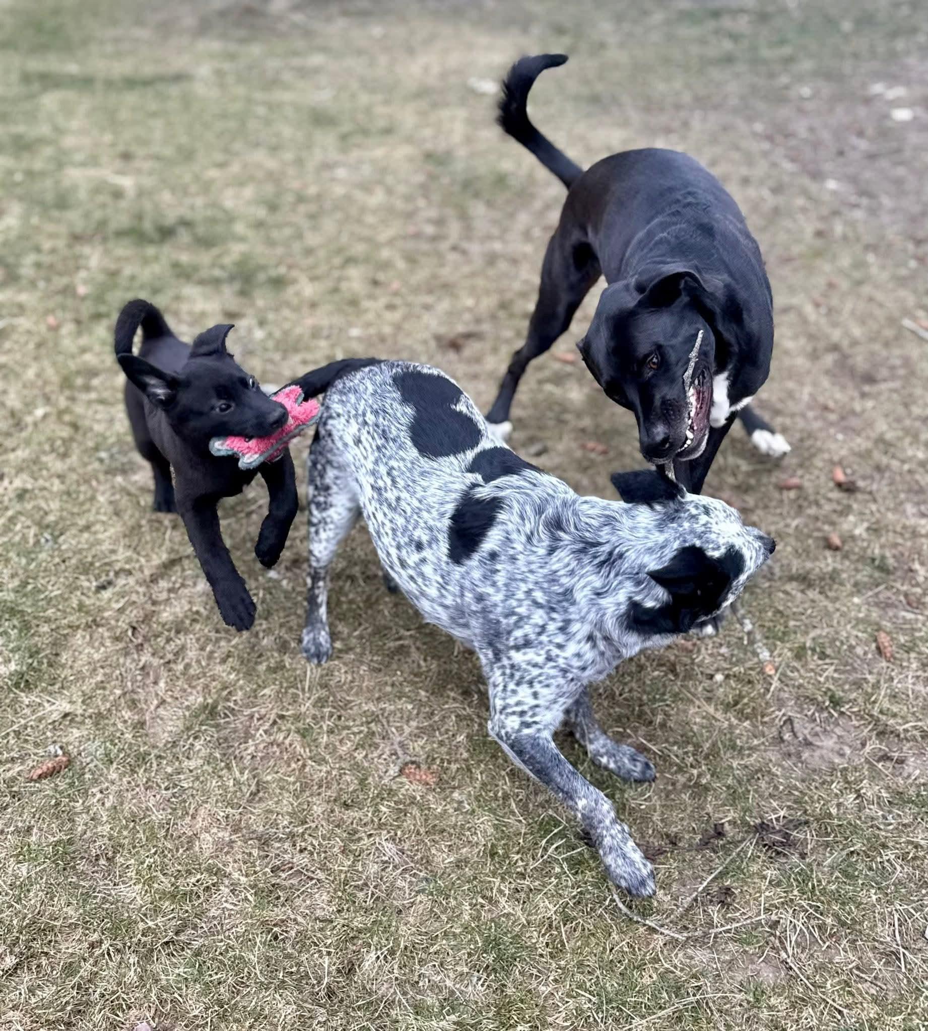 Enlarge Cupid, a ADOPTABLE mixed breed in Polson, MT image 5/6