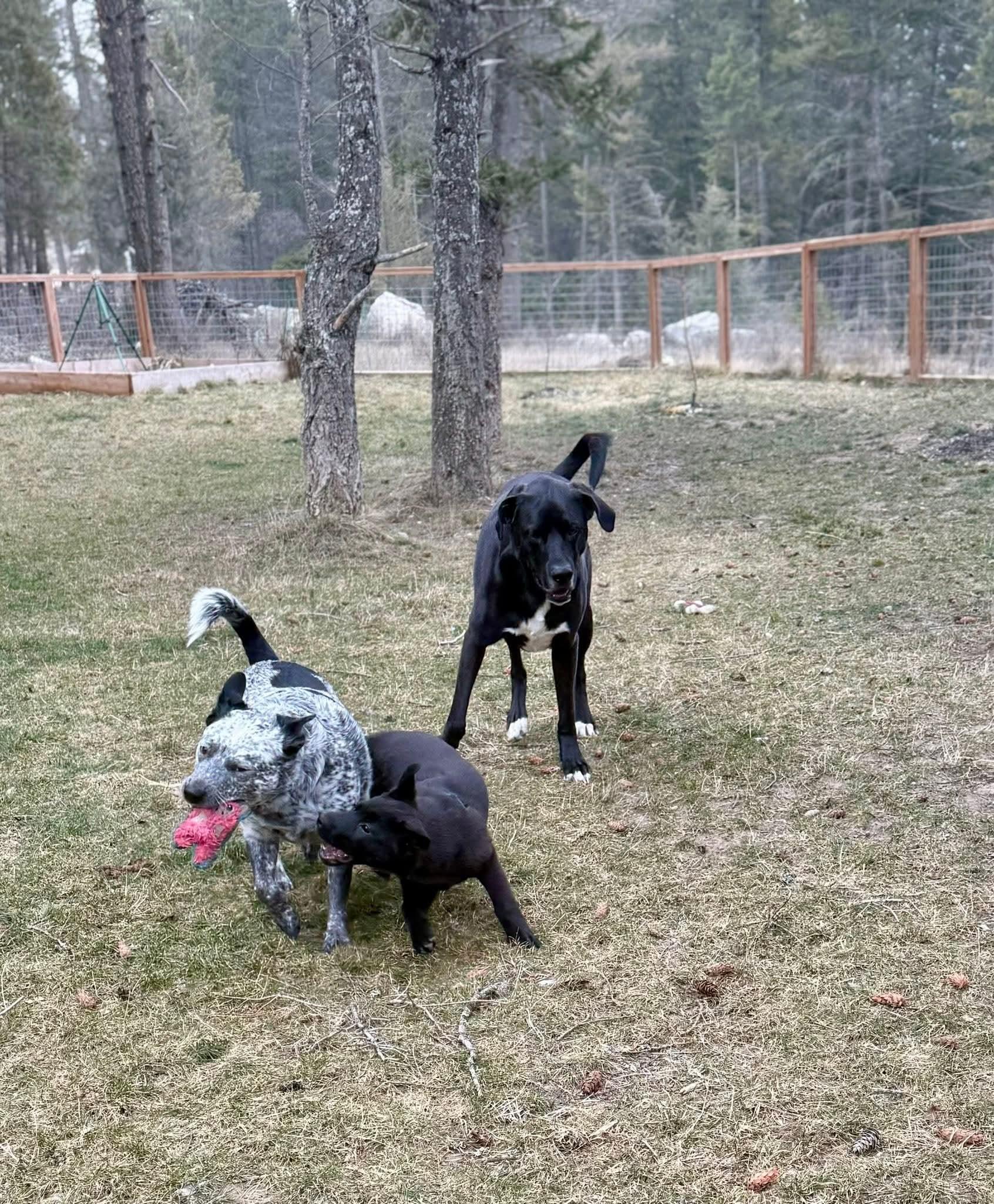 Enlarge Cupid, a ADOPTABLE mixed breed in Polson, MT image 4/6