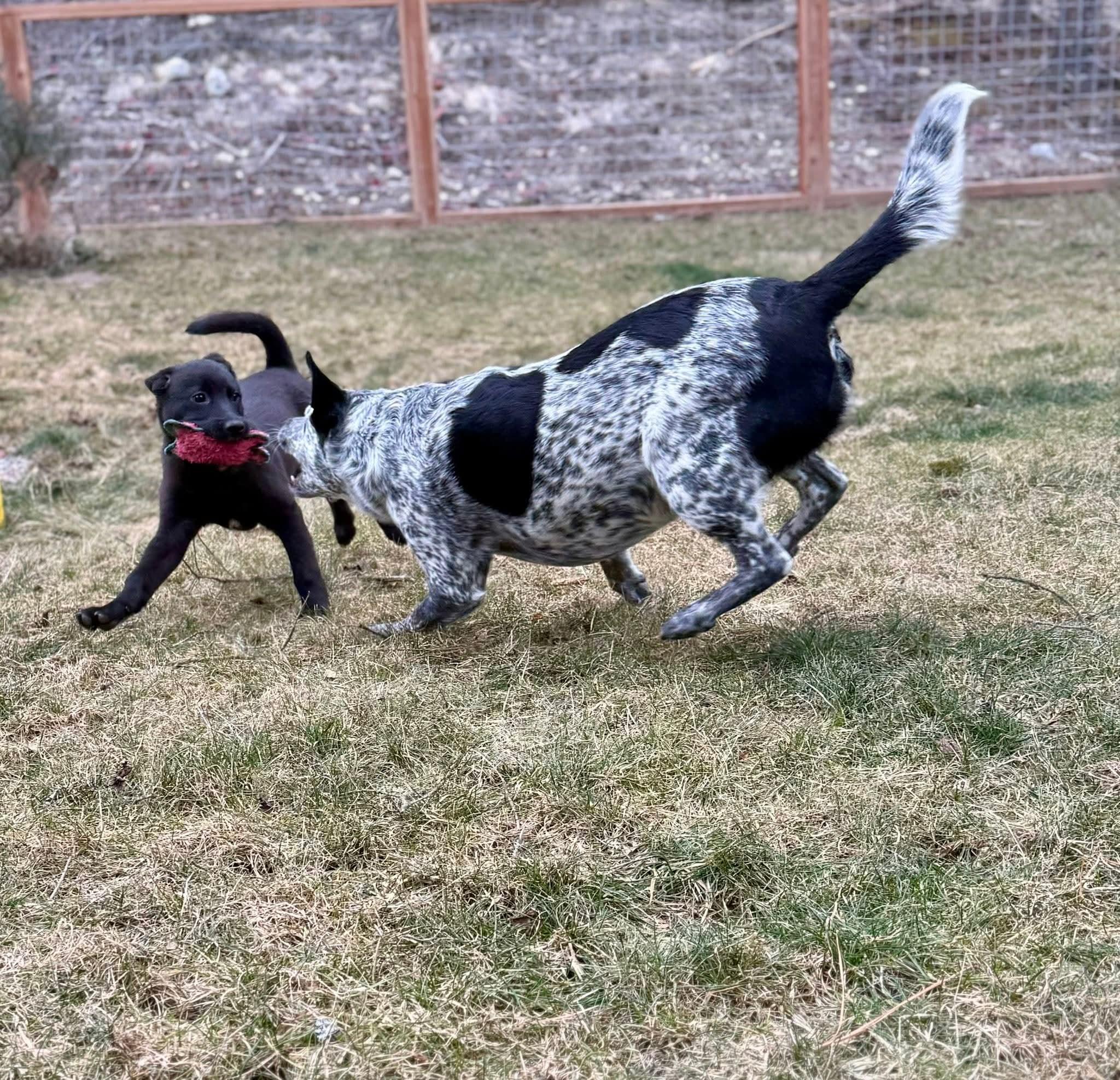 Enlarge Cupid, a ADOPTABLE mixed breed in Polson, MT image 6/6