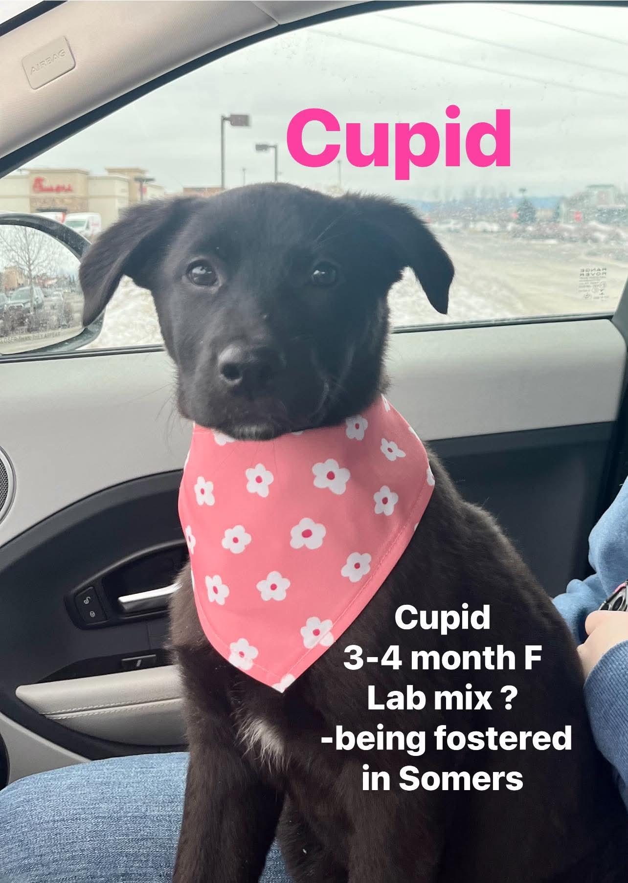 Cupid, ADOPTABLE, Puppy Female Labrador Retriever.