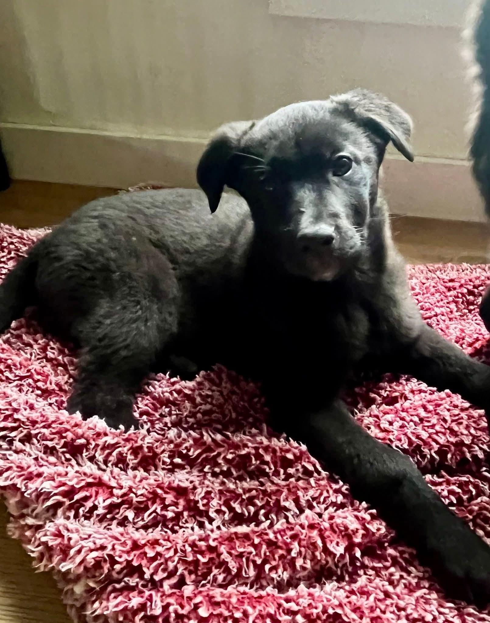 Enlarge Cupid, a ADOPTABLE mixed breed in Polson, MT image 2/6