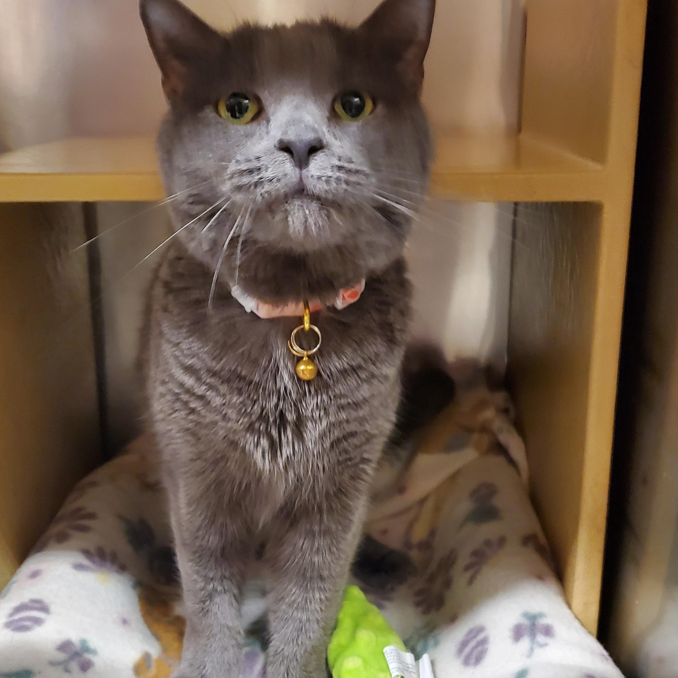 Enlarge Cuddles, a Adoptable Domestic Short Hair in Muncie, IN image 1/3