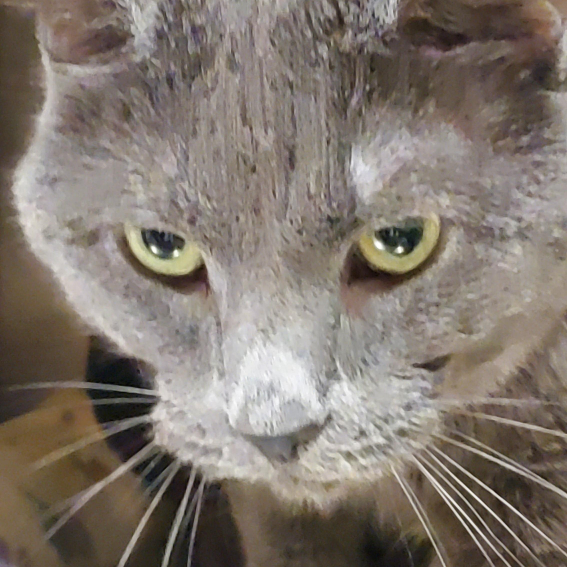 Enlarge Cuddles, a Adoptable Domestic Short Hair in Muncie, IN image 2/3