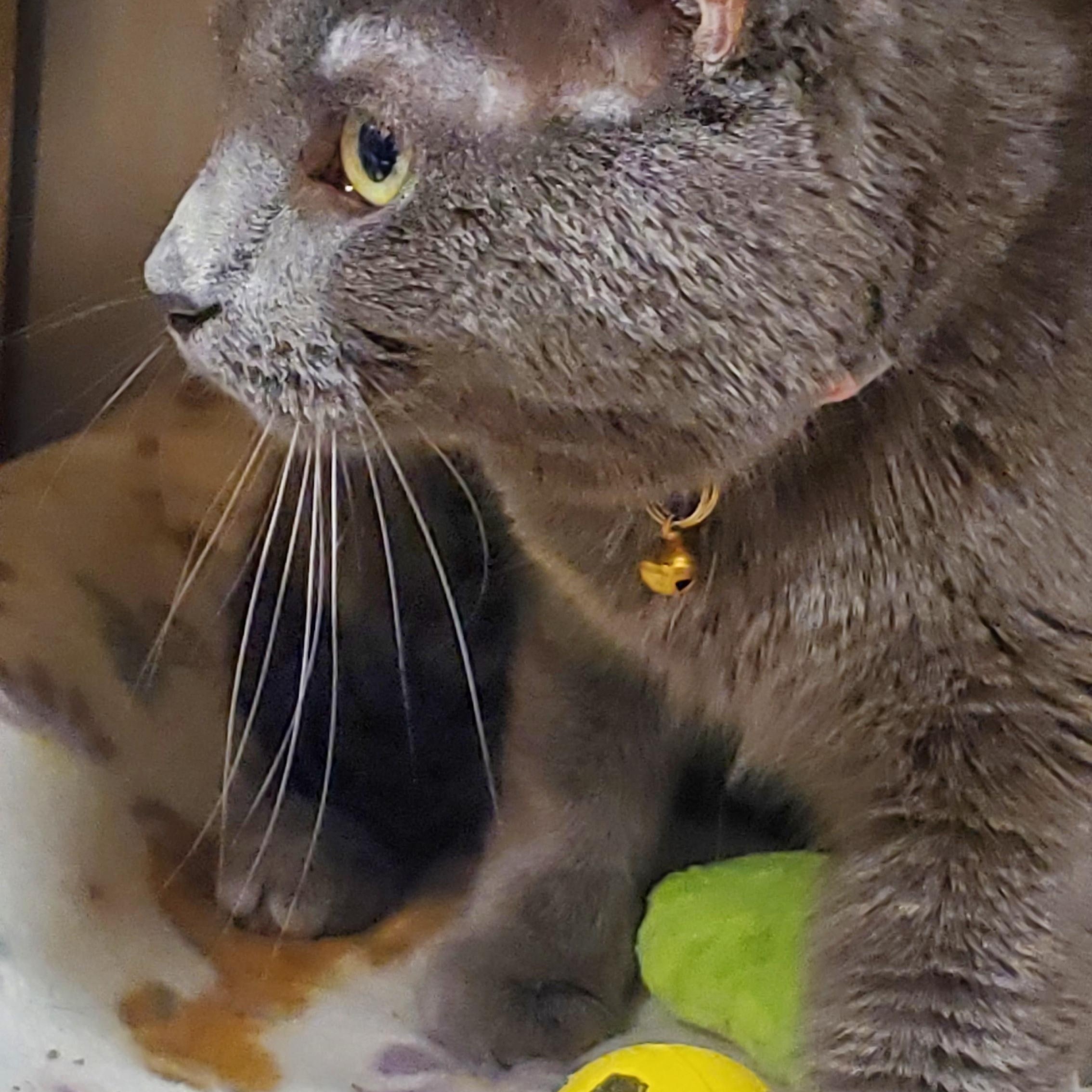 Enlarge Cuddles, a Adoptable Domestic Short Hair in Muncie, IN image 3/3