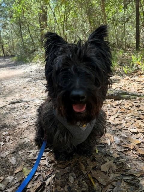 Otter, Adoptable, Adult Male Scottish Terrier.