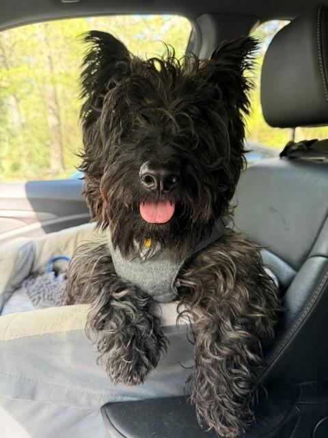 Otter, Adoptable, Young Male Scottish Terrier.