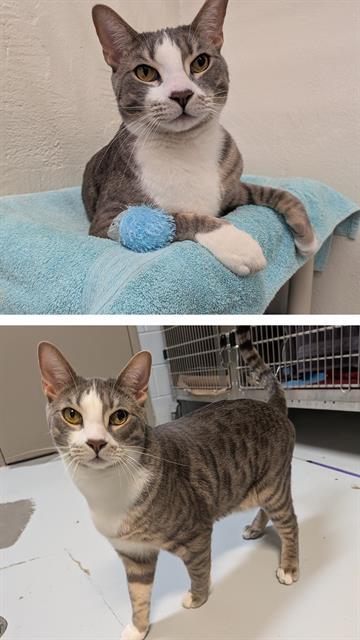 Enlarge BUBBLES, a Adoptable Domestic Short Hair in Toronto, ON image 1/1