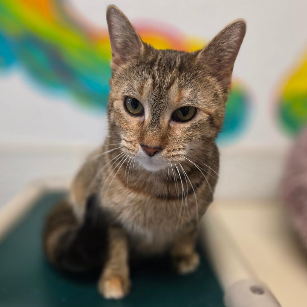 Enlarge Chloe, a Adoptable Domestic Short Hair in Marysville, OH image 1/6