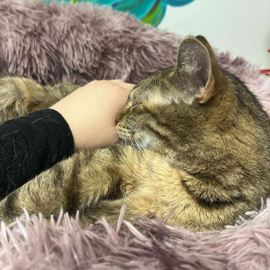 Enlarge Chloe, a Adoptable Domestic Short Hair in Marysville, OH image 2/6