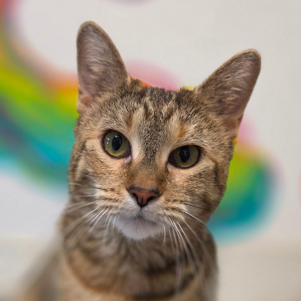 Enlarge Chloe, a Adoptable Domestic Short Hair in Marysville, OH image 4/6