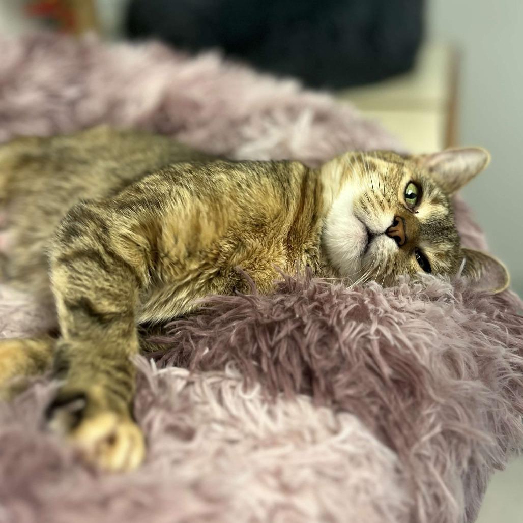 Enlarge Chloe, a Adoptable Domestic Short Hair in Marysville, OH image 5/6