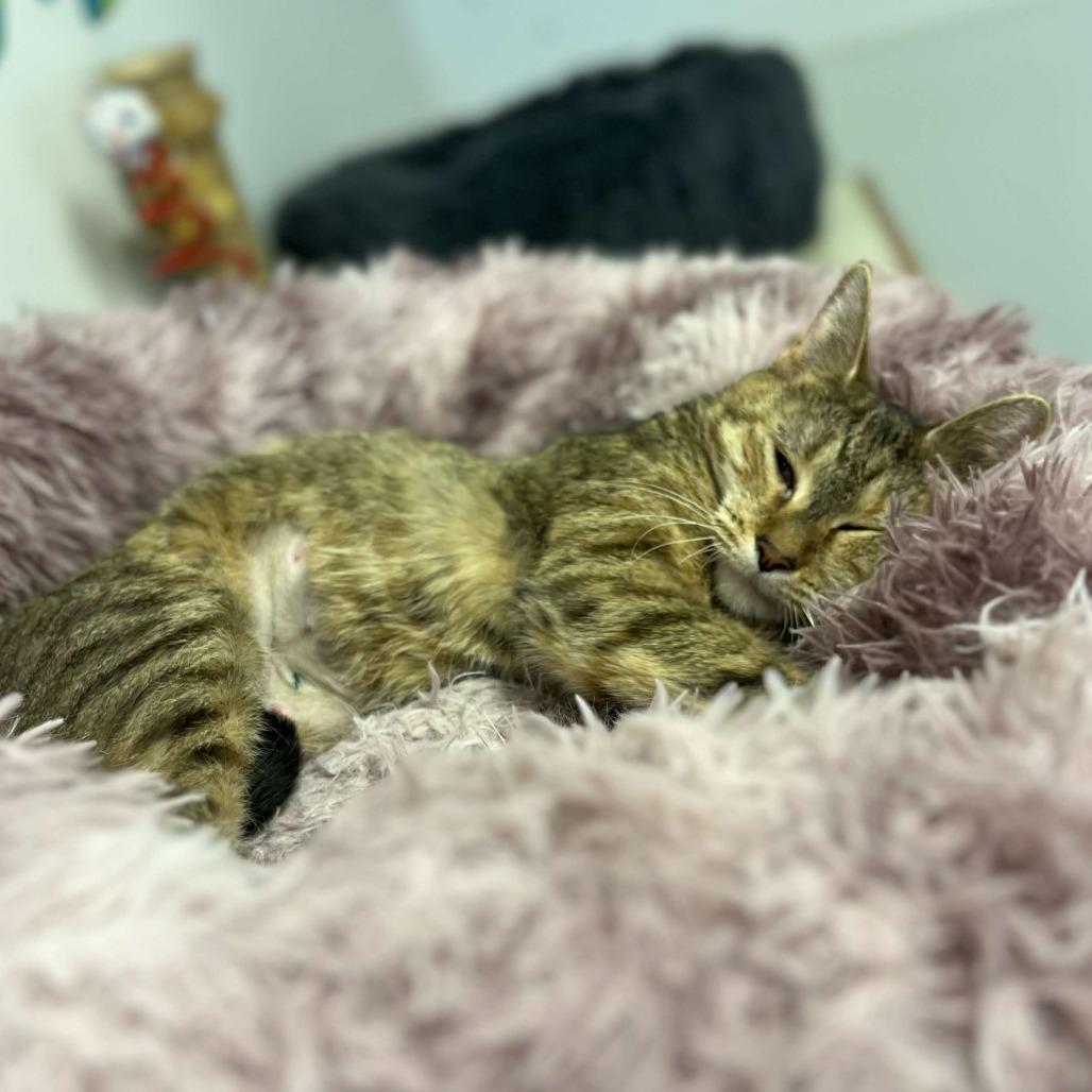 Enlarge Chloe, a Adoptable Domestic Short Hair in Marysville, OH image 6/6