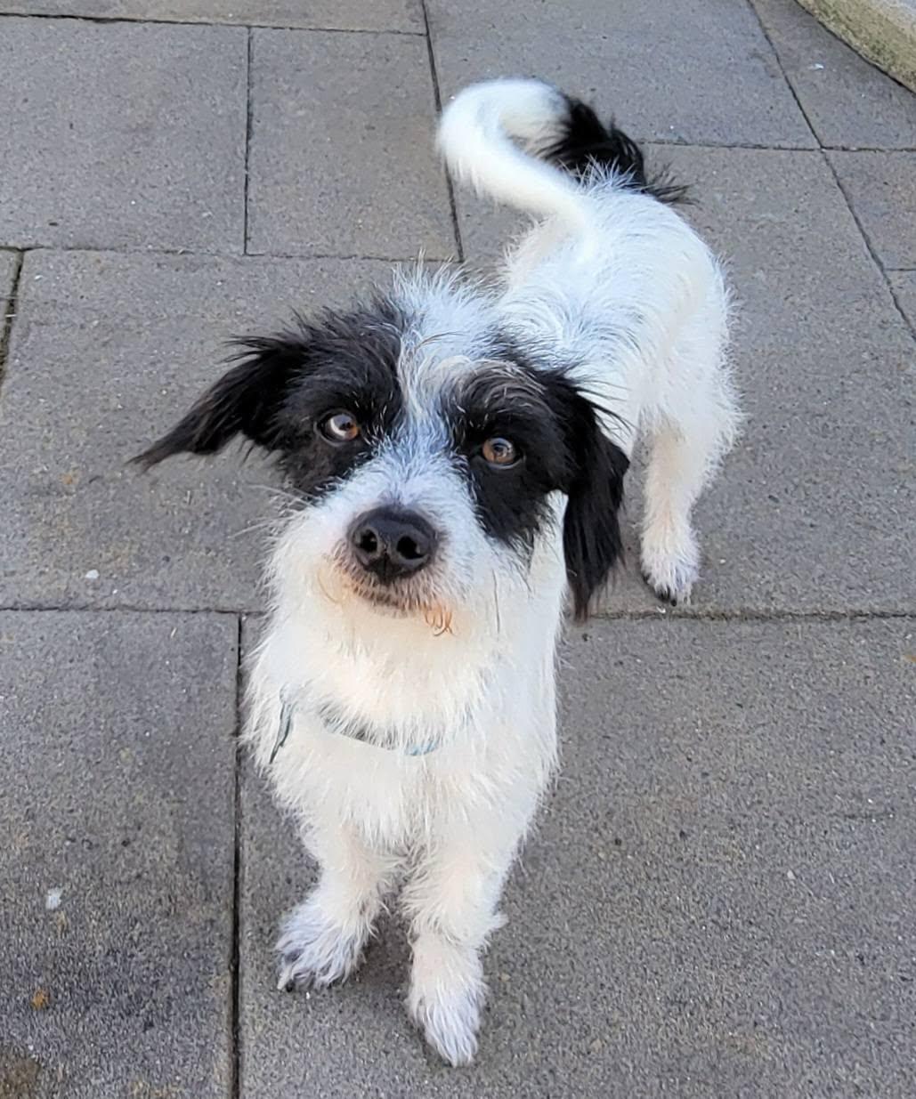 Everest, ADOPTABLE, Young Male Terrier.