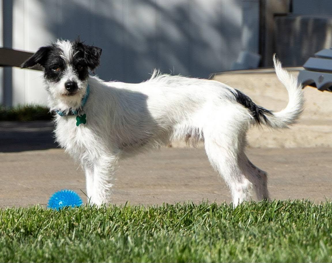 Enlarge Everest, a ADOPTABLE mixed breed in Eugene, OR image 2/4