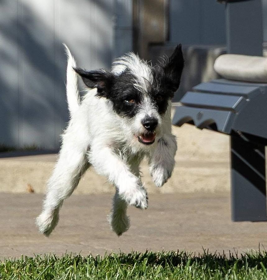 Enlarge Everest, a ADOPTABLE mixed breed in Eugene, OR image 3/4