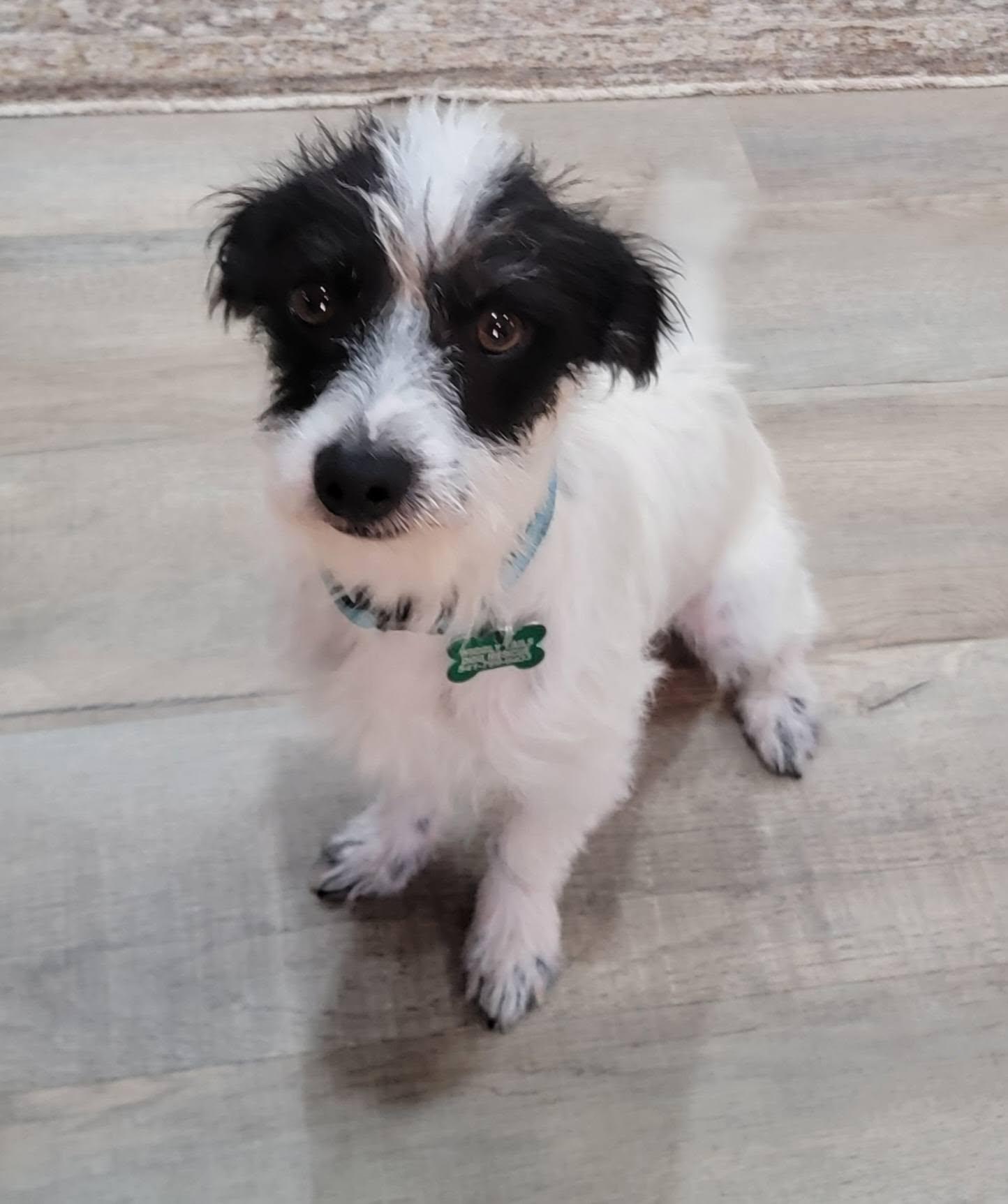 Enlarge Everest, a ADOPTABLE mixed breed in Eugene, OR image 4/4