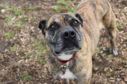 Beth, Adoptable, Senior Female Boxer & Pit Bull Terrier.
