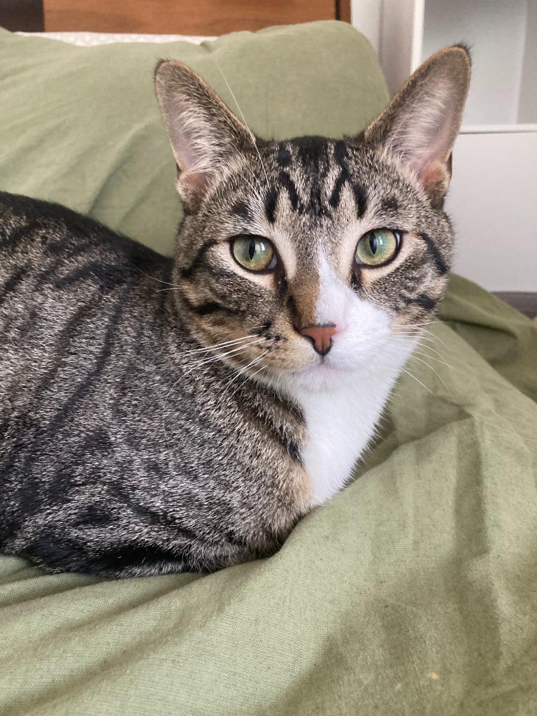 Enlarge Jackson / Alex, a Adoptable mixed breed in Minneapolis, MN image 3/6