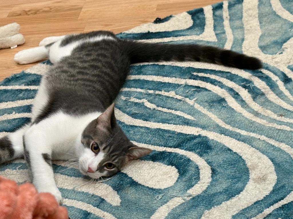 Enlarge Jackson / Alex, a Adoptable mixed breed in Minneapolis, MN image 2/6